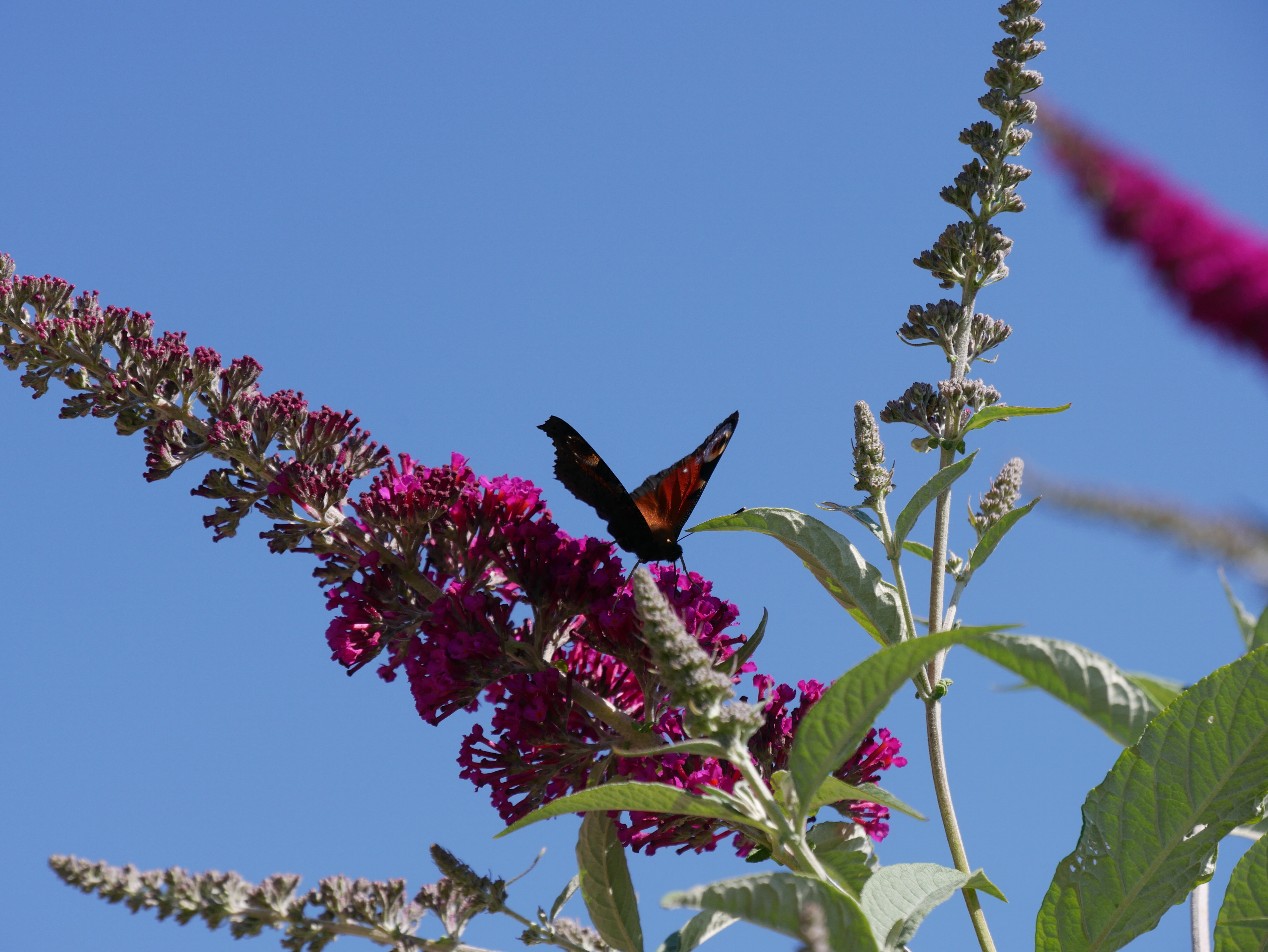 Schmetterling